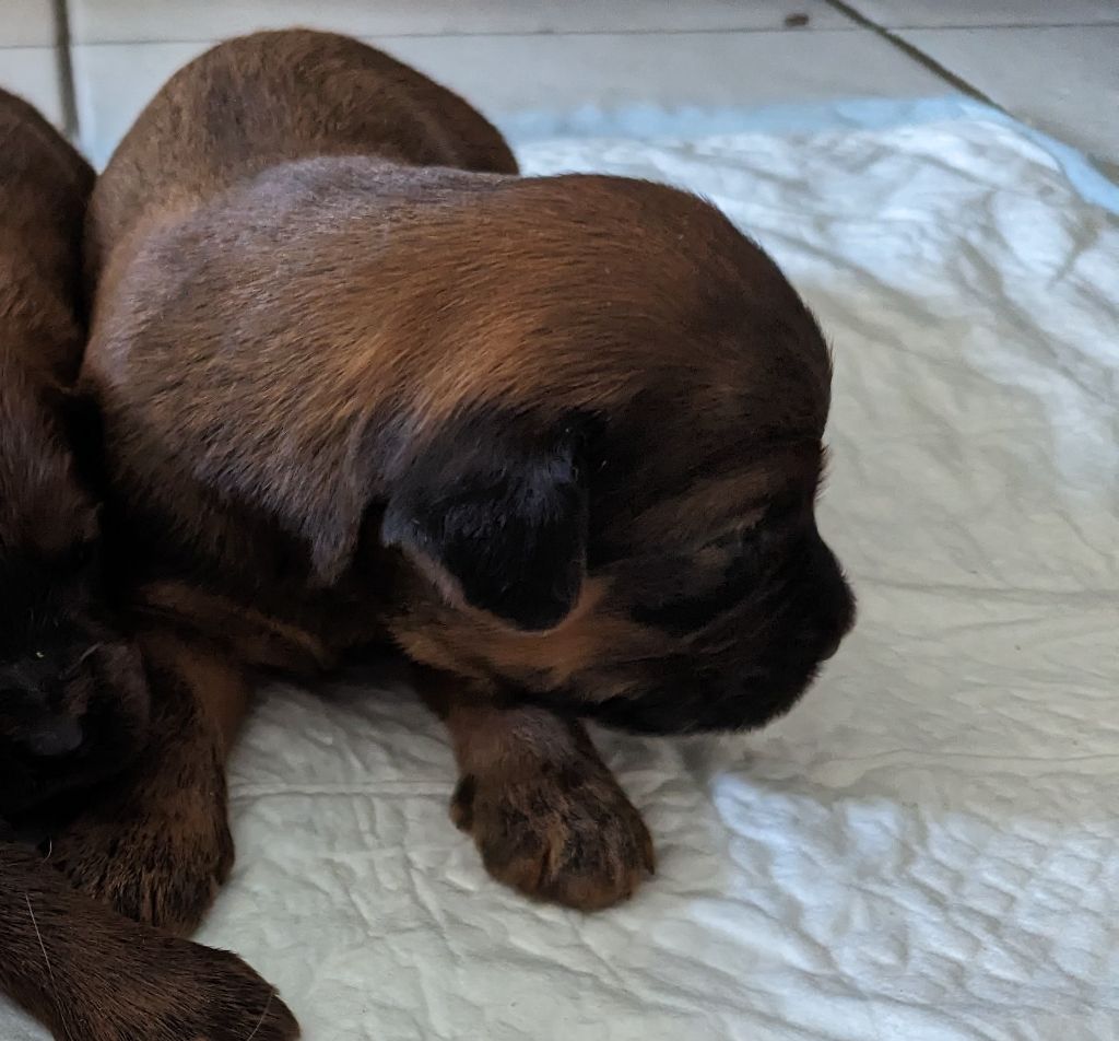 Chiot - Elevage Des Gardiens Du Petit Ange - Eleveur De Chiens Berger ...