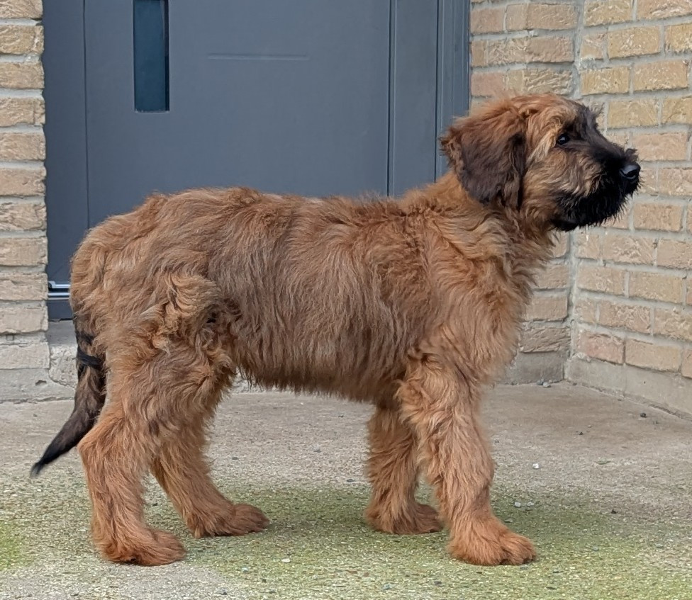 des gardiens du petit ange - ANOUCK, MALE FAUVE DISPONIBLE