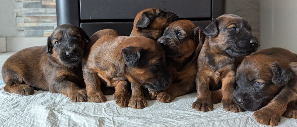 CHIOTS MARIAGE DE GIFT OF FATE MORAVIA CAMPANELLA ET DE RUMBA