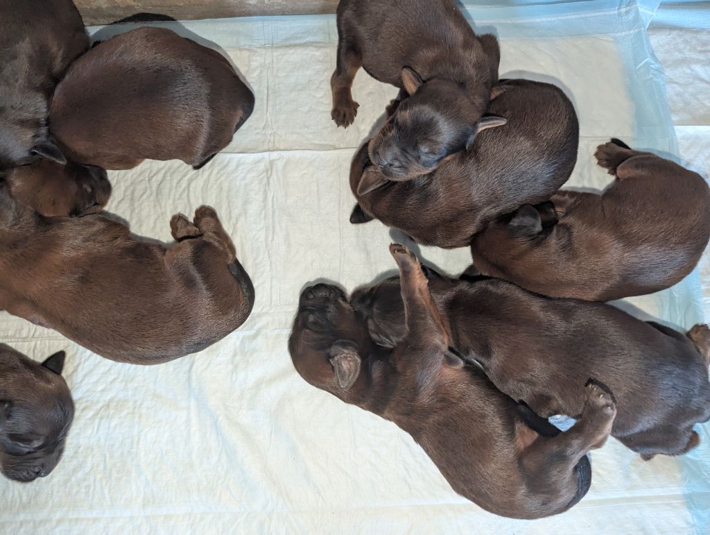 CHIOTS MARIAGE DE GIFT OF FATE MORAVIA CAMPANELLA ET DE RUMBA