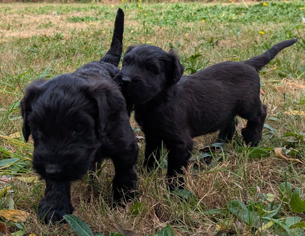 CHIOTS MALES NOIRS DISPONIBLES A LA RESERVATION