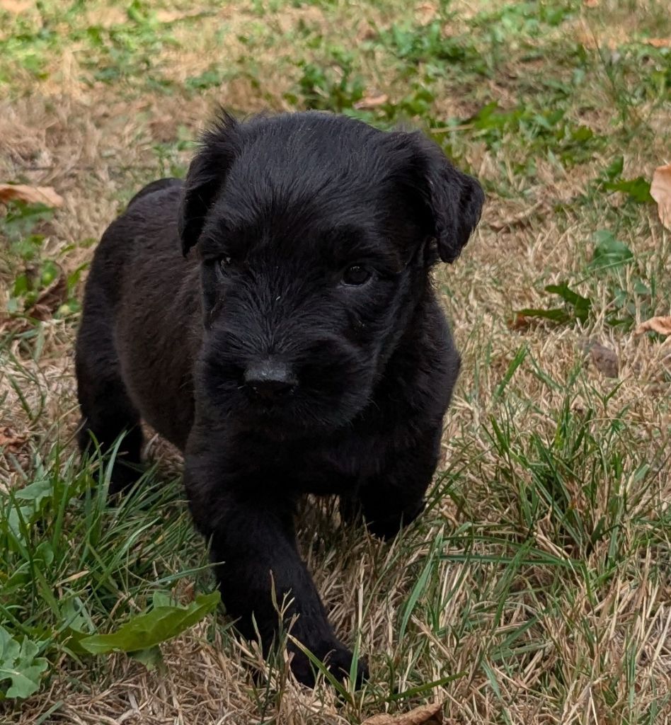 des gardiens du petit ange - Chiots disponibles - Berger de Brie