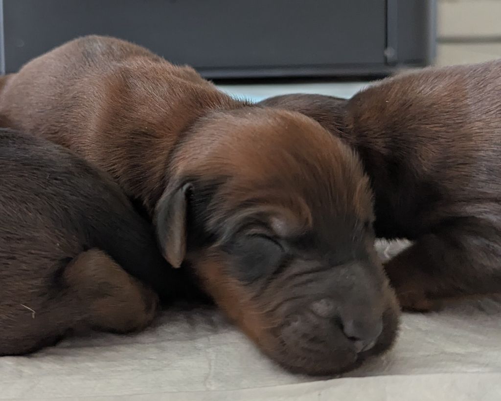 des gardiens du petit ange - Chiots disponibles - Berger de Brie