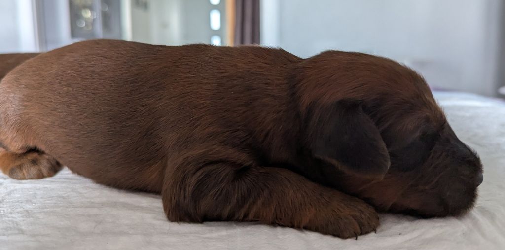 des gardiens du petit ange - Chiots disponibles - Berger de Brie