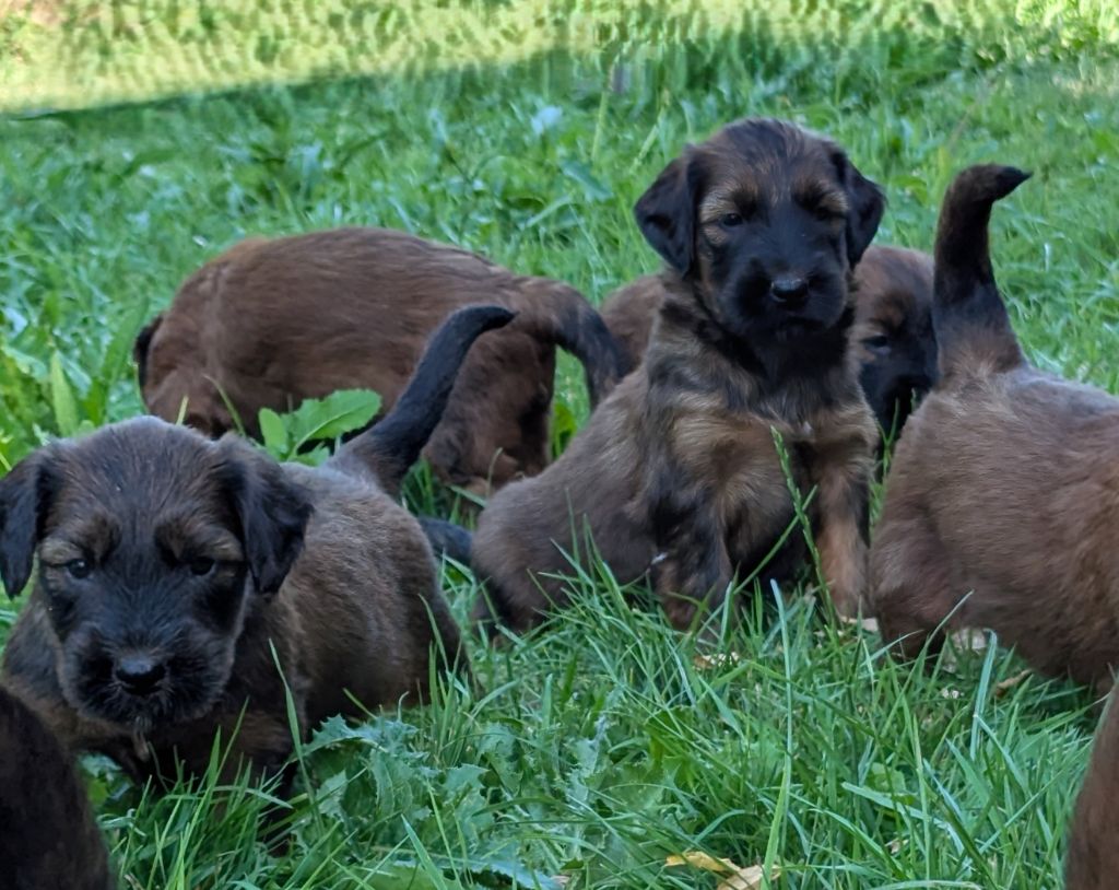 des gardiens du petit ange - Chiots disponibles - Berger de Brie