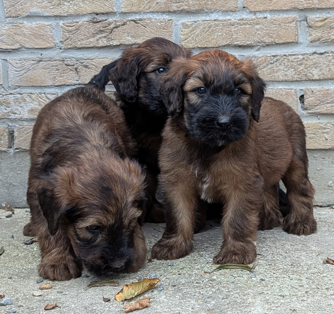des gardiens du petit ange - Chiots disponibles - Berger de Brie