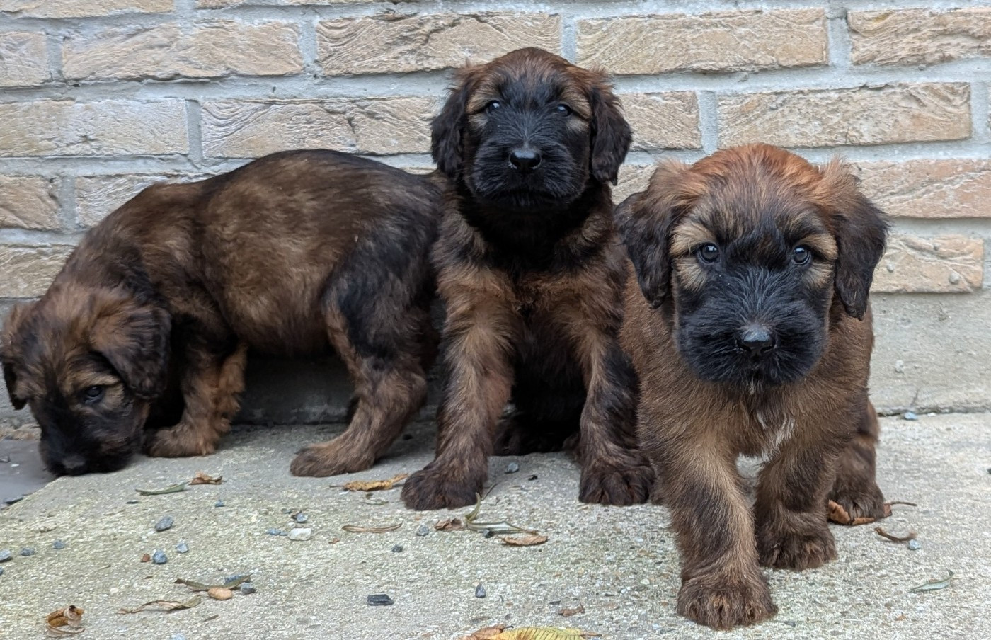 des gardiens du petit ange - Chiots disponibles - Berger de Brie