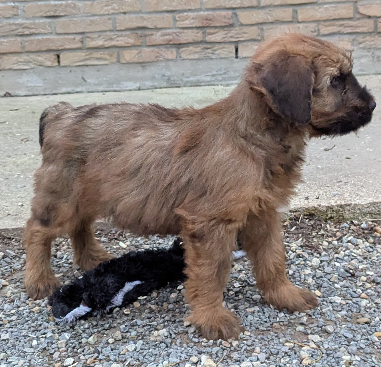 des gardiens du petit ange - Chiots disponibles - Berger de Brie