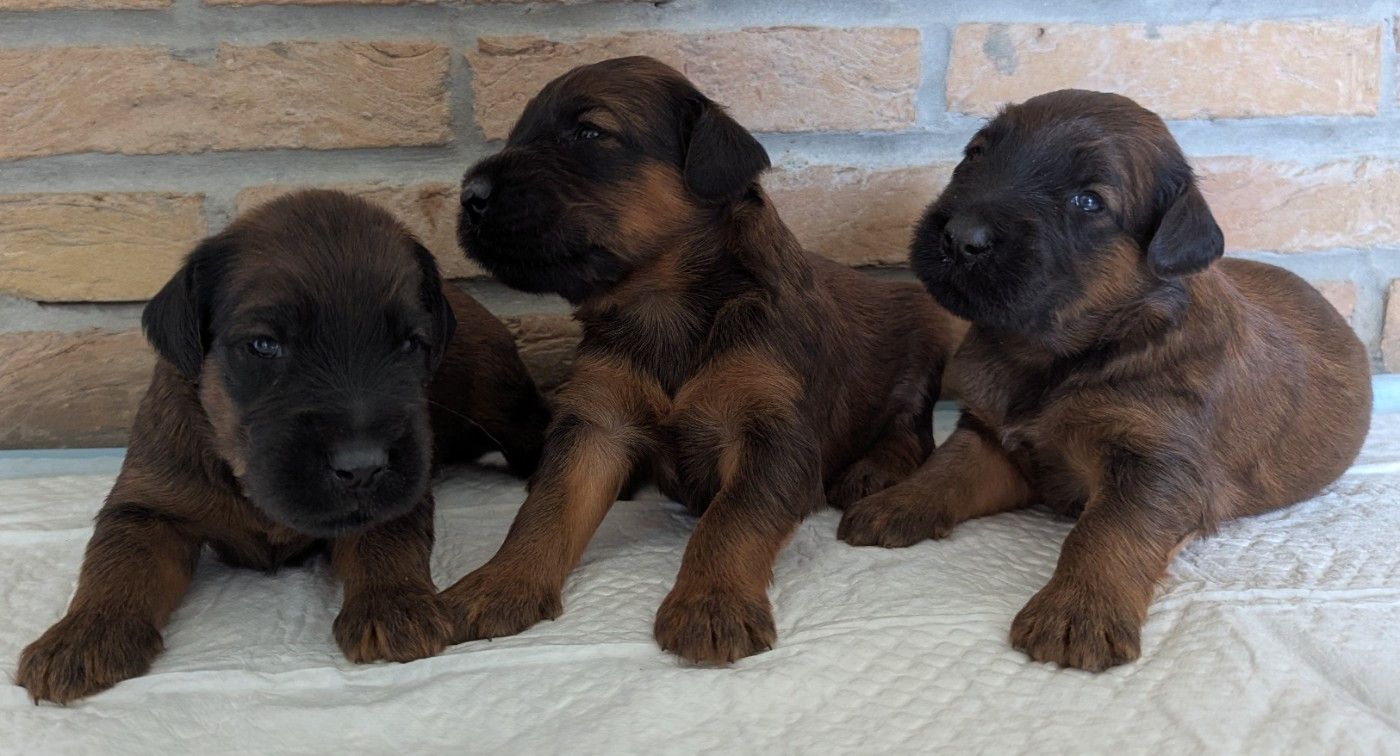 des gardiens du petit ange - Chiots disponibles - Berger de Brie
