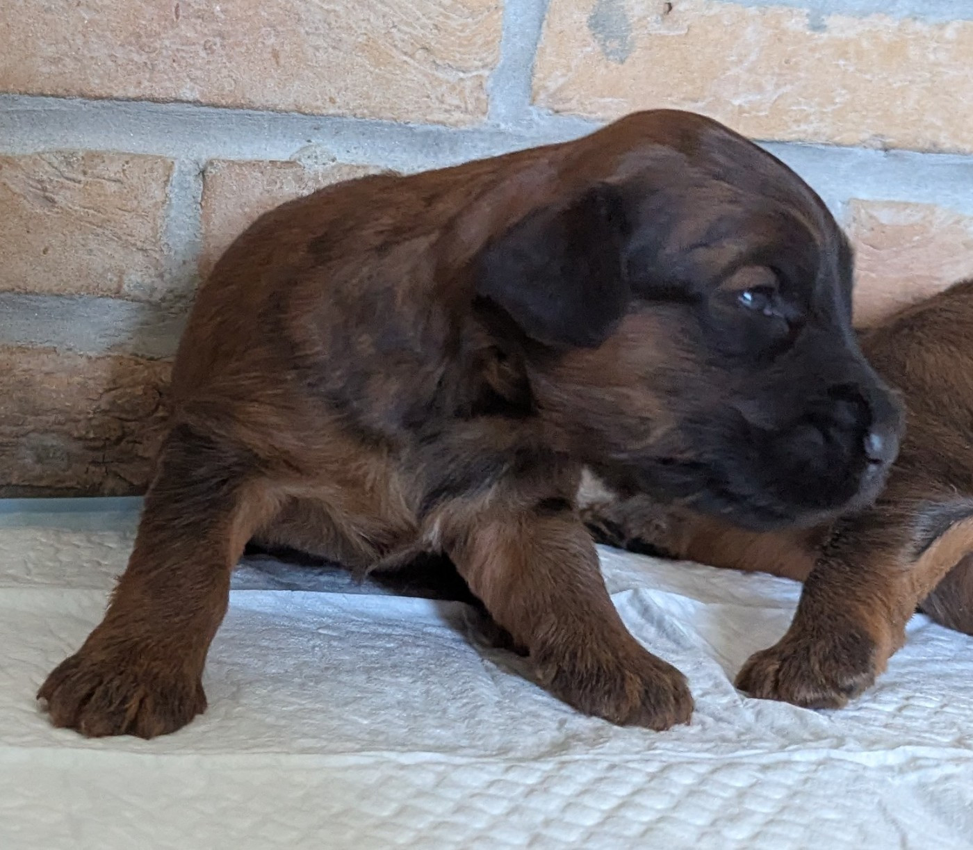 des gardiens du petit ange - Chiots disponibles - Berger de Brie