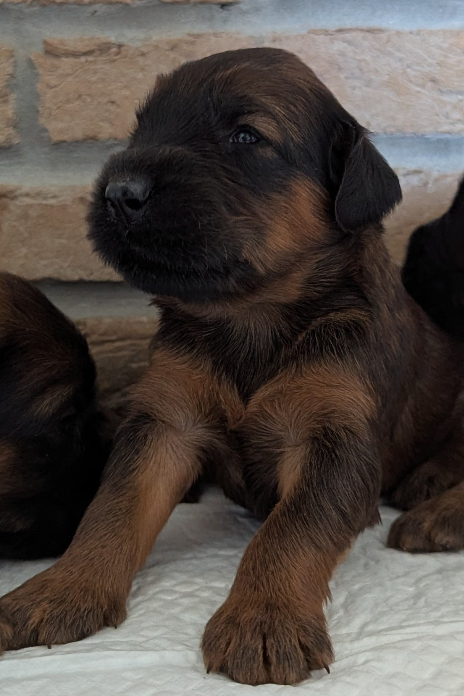 des gardiens du petit ange - Chiots disponibles - Berger de Brie
