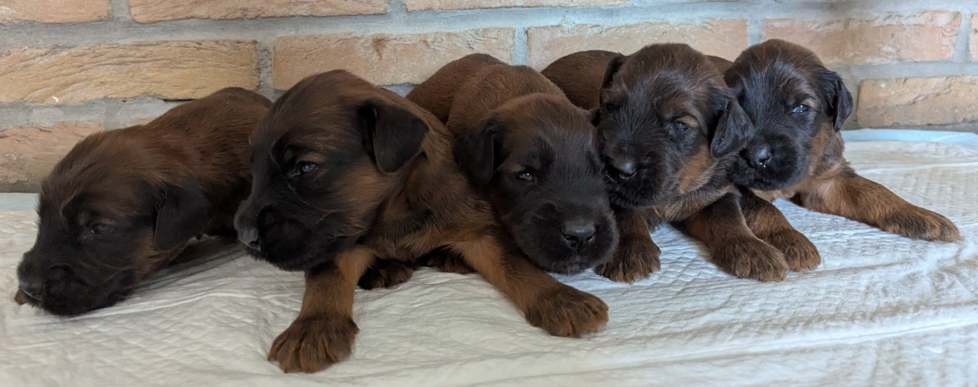 des gardiens du petit ange - Chiots disponibles - Berger de Brie