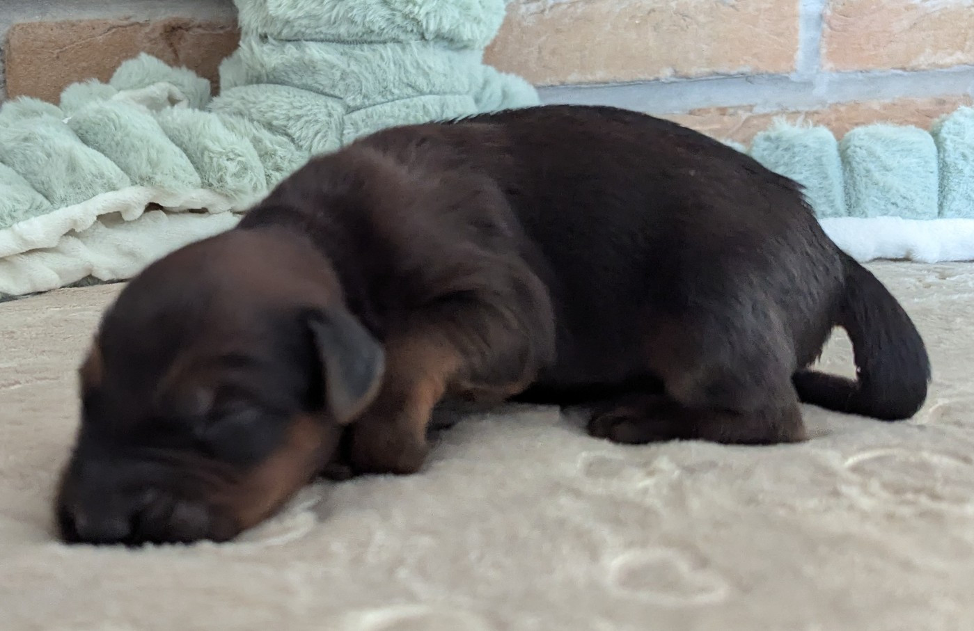 des gardiens du petit ange - Chiots disponibles - Berger de Brie