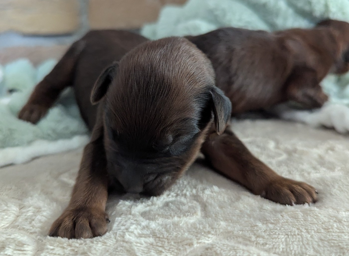 des gardiens du petit ange - Chiots disponibles - Berger de Brie