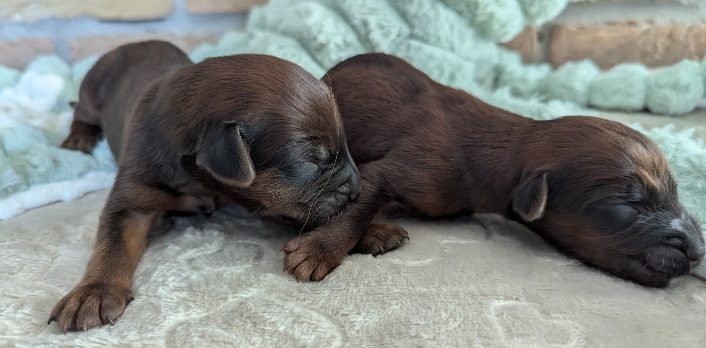 des gardiens du petit ange - Chiots disponibles - Berger de Brie