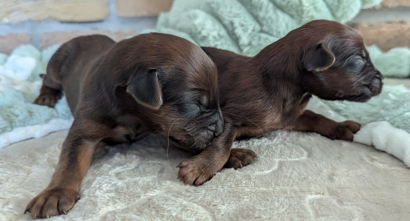 des gardiens du petit ange - Chiots disponibles - Berger de Brie