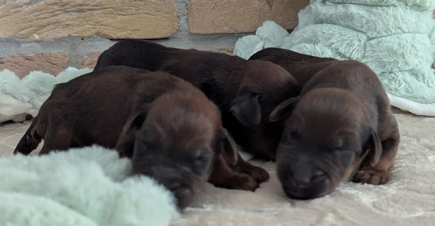des gardiens du petit ange - Chiots disponibles - Berger de Brie