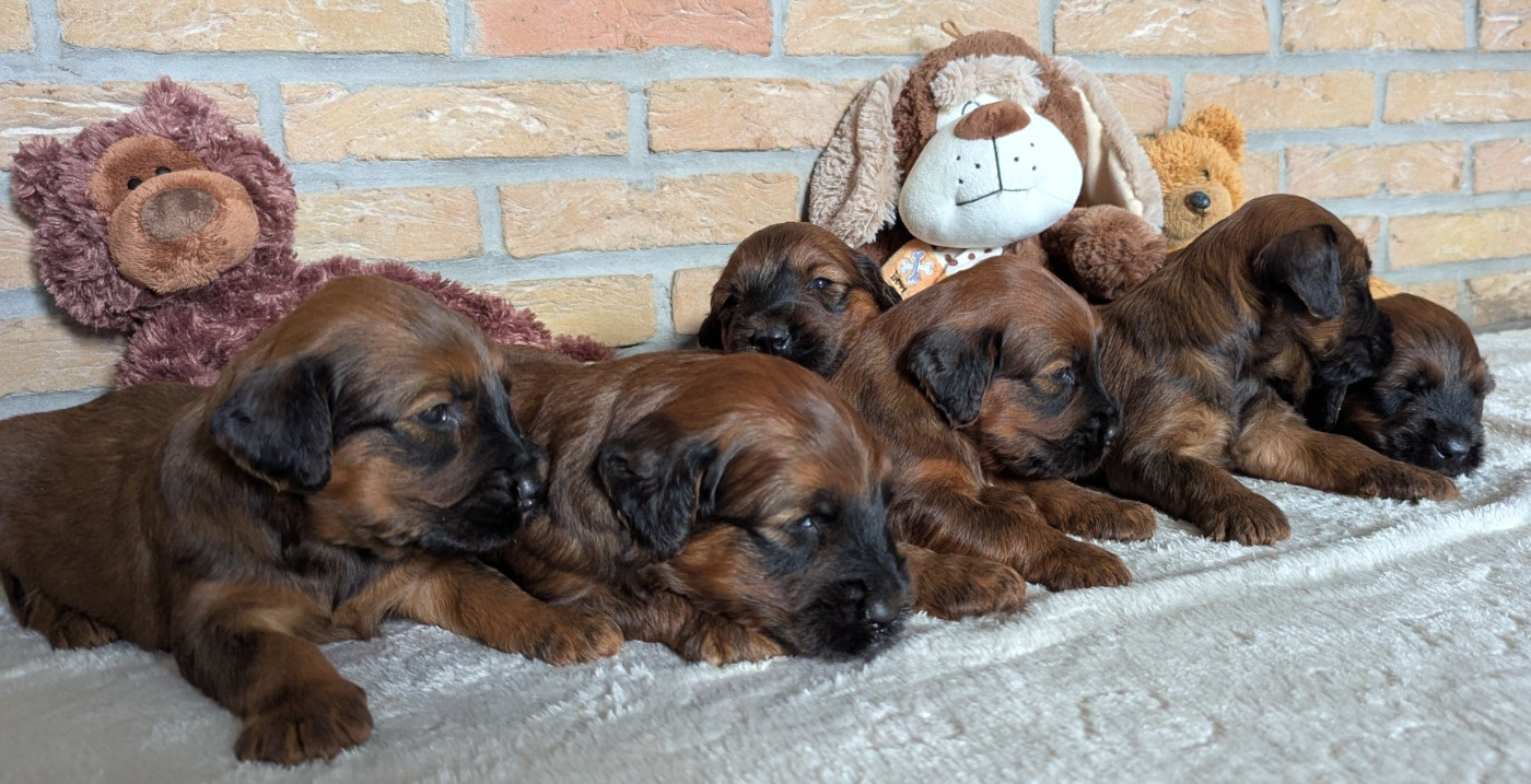 des gardiens du petit ange - Chiots disponibles - Berger de Brie
