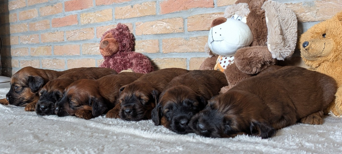 des gardiens du petit ange - Chiots disponibles - Berger de Brie