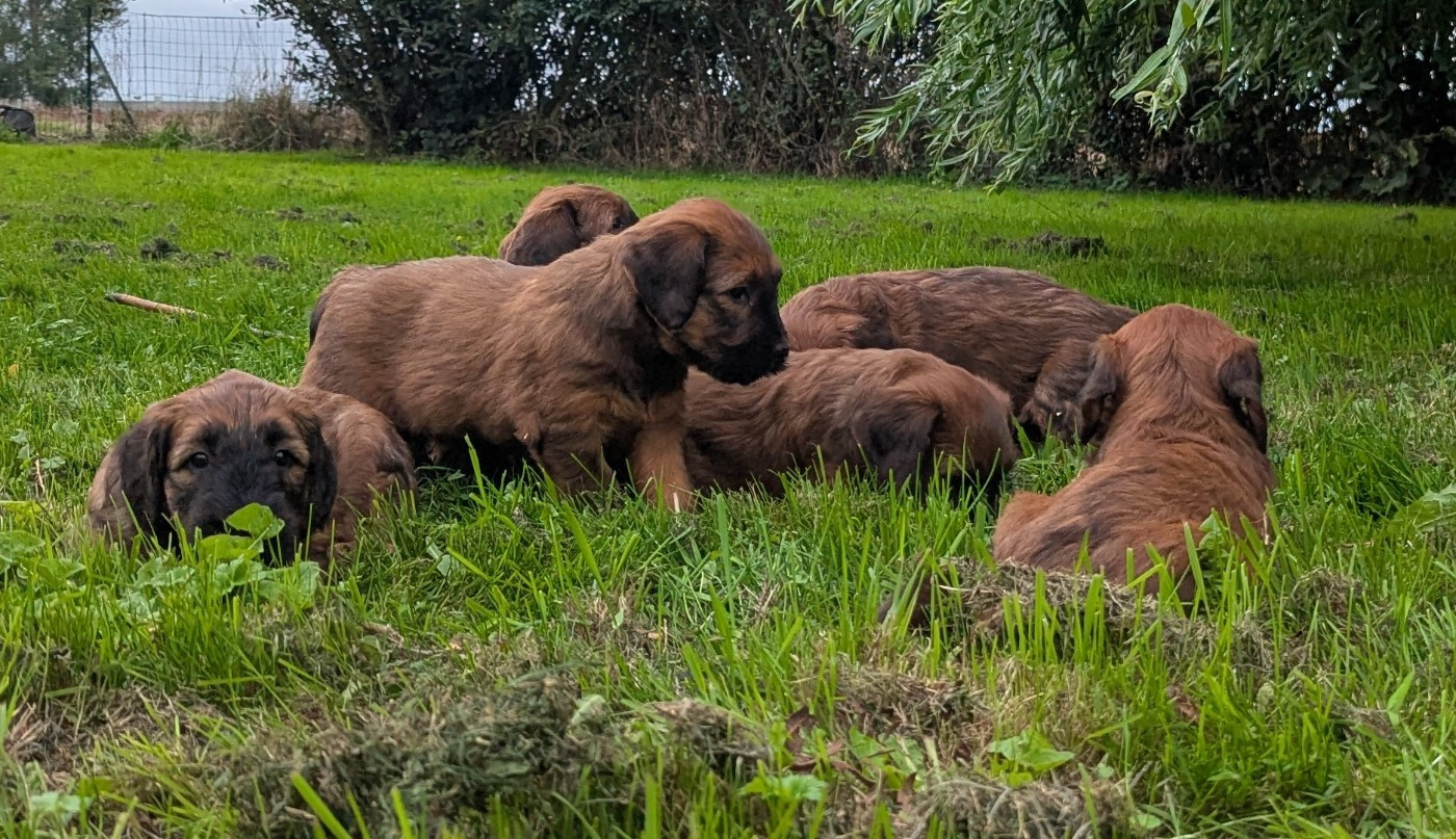 des gardiens du petit ange - Chiots disponibles - Berger de Brie