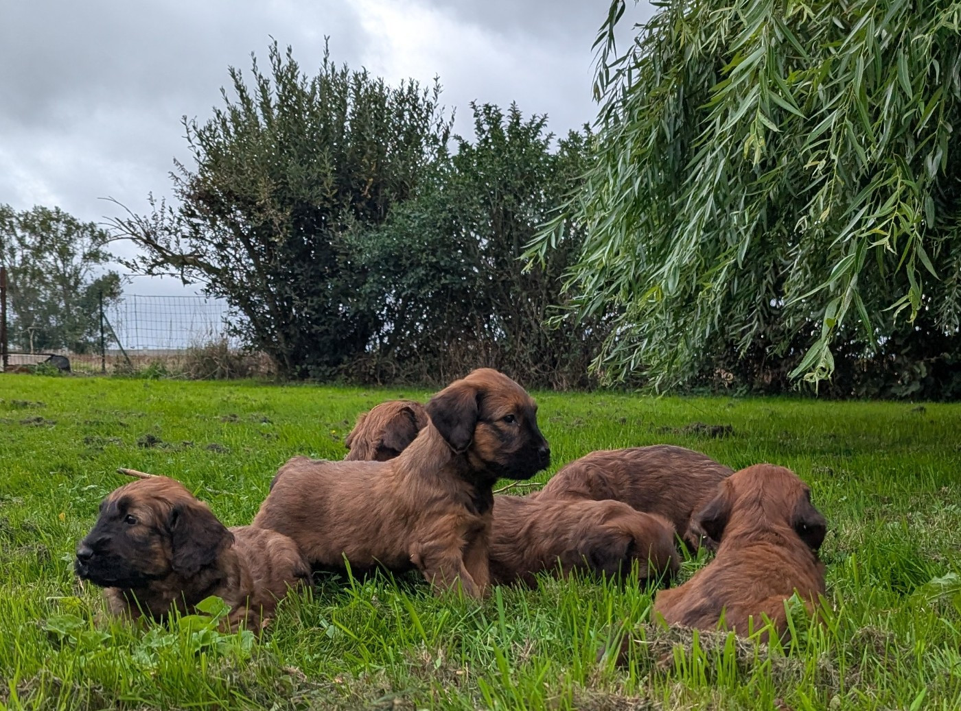 des gardiens du petit ange - Chiots disponibles - Berger de Brie
