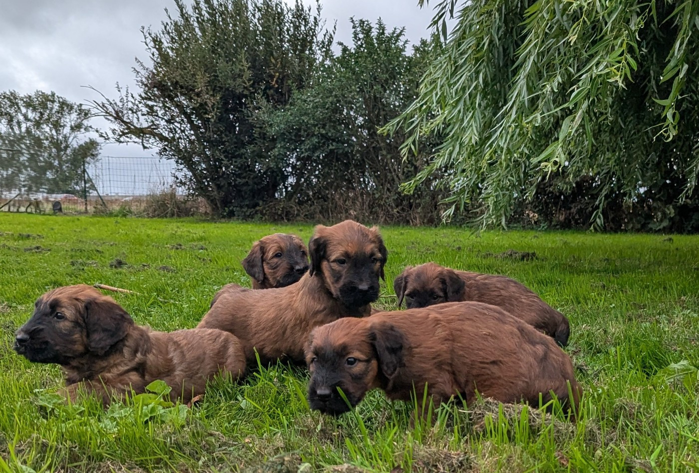 des gardiens du petit ange - Chiots disponibles - Berger de Brie