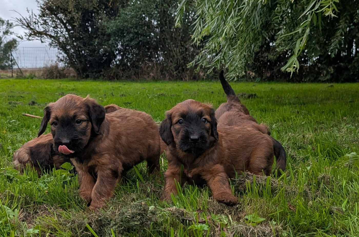 des gardiens du petit ange - Chiots disponibles - Berger de Brie