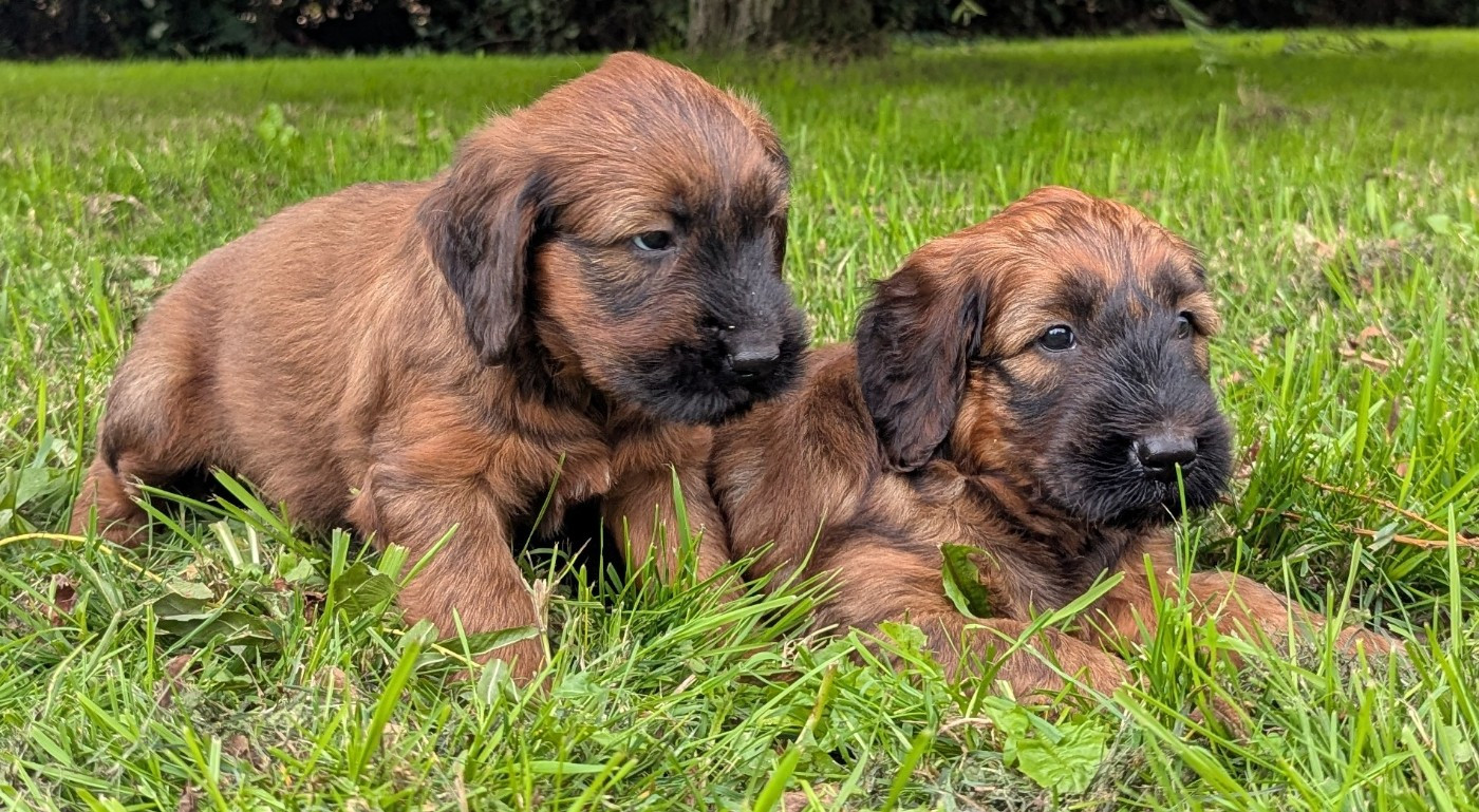 des gardiens du petit ange - Chiots disponibles - Berger de Brie