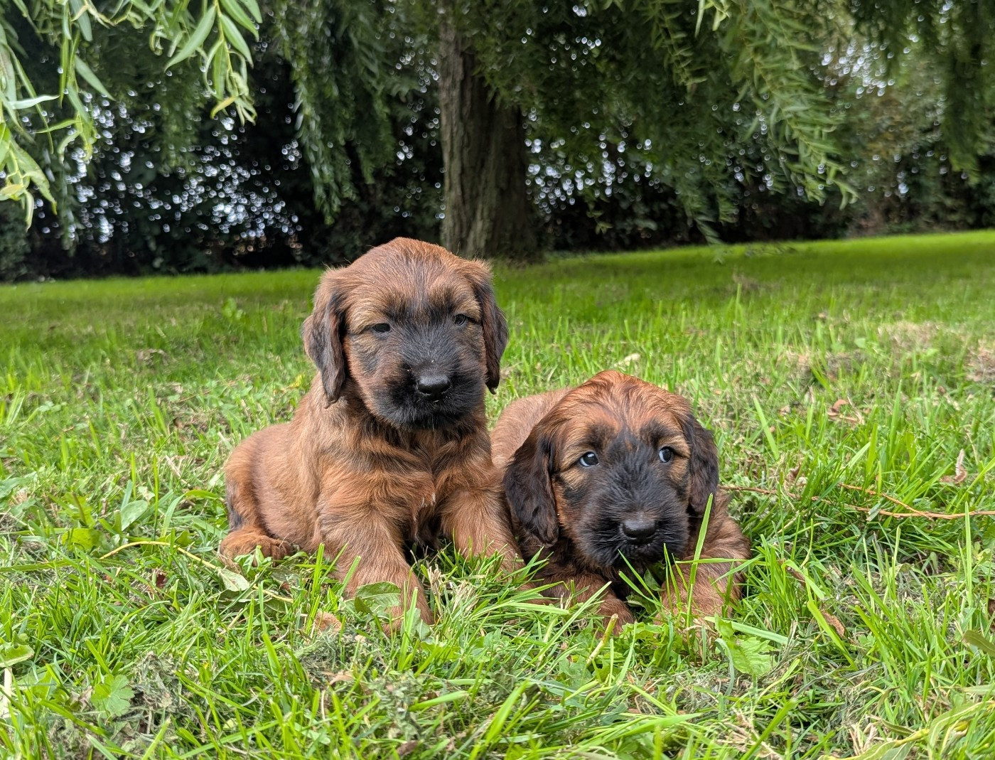 des gardiens du petit ange - Chiots disponibles - Berger de Brie
