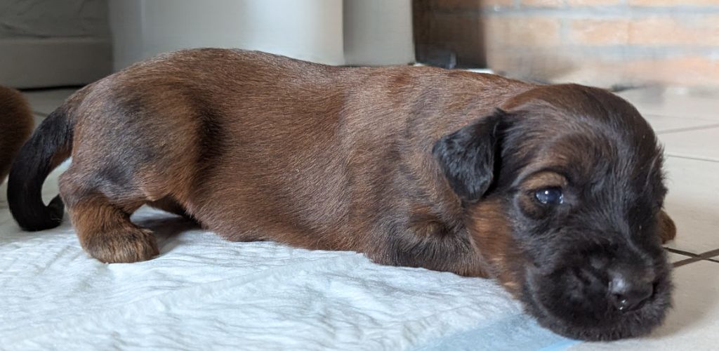des gardiens du petit ange - Chiots disponibles - Berger de Brie
