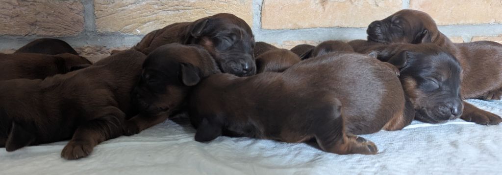 des gardiens du petit ange - Chiots disponibles - Berger de Brie