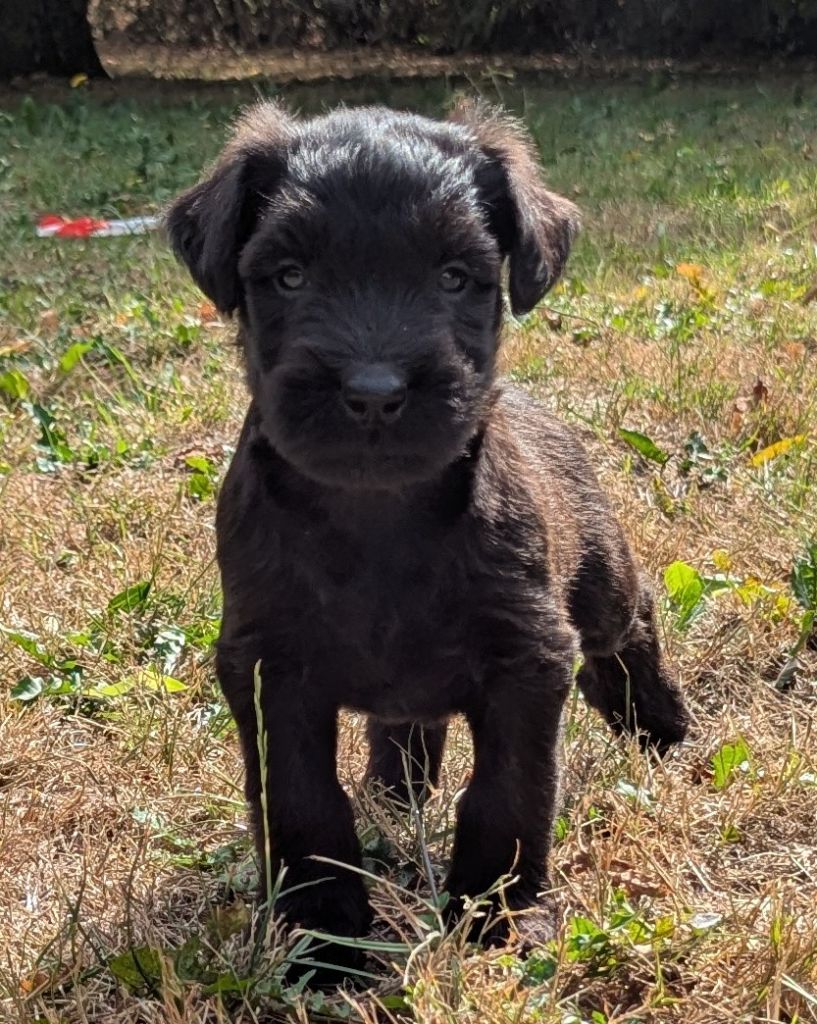 des gardiens du petit ange - Chiots disponibles - Berger de Brie