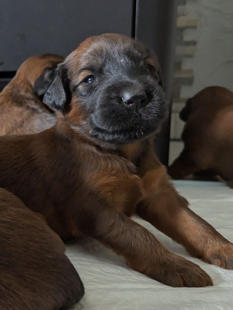 des gardiens du petit ange - Chiots disponibles - Berger de Brie