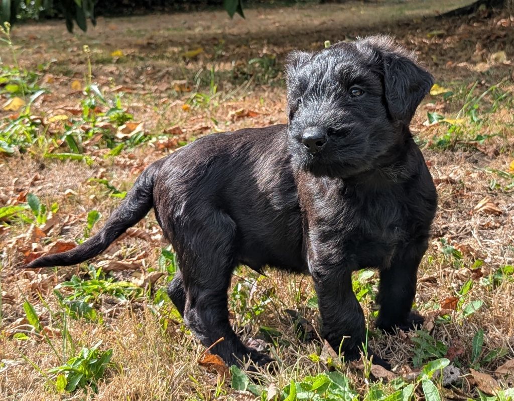 des gardiens du petit ange - Chiots disponibles - Berger de Brie