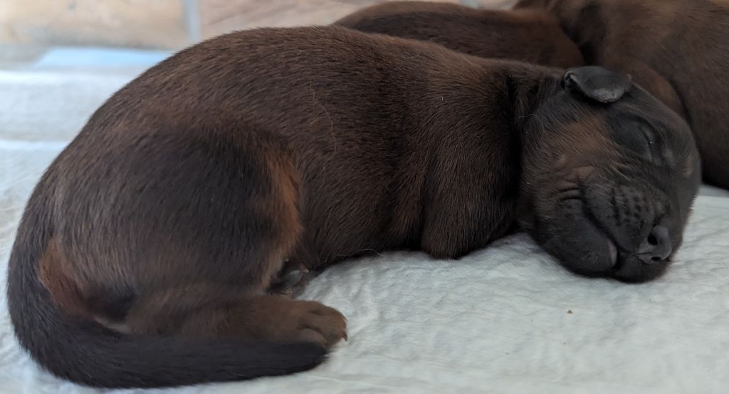 des gardiens du petit ange - Chiots disponibles - Berger de Brie