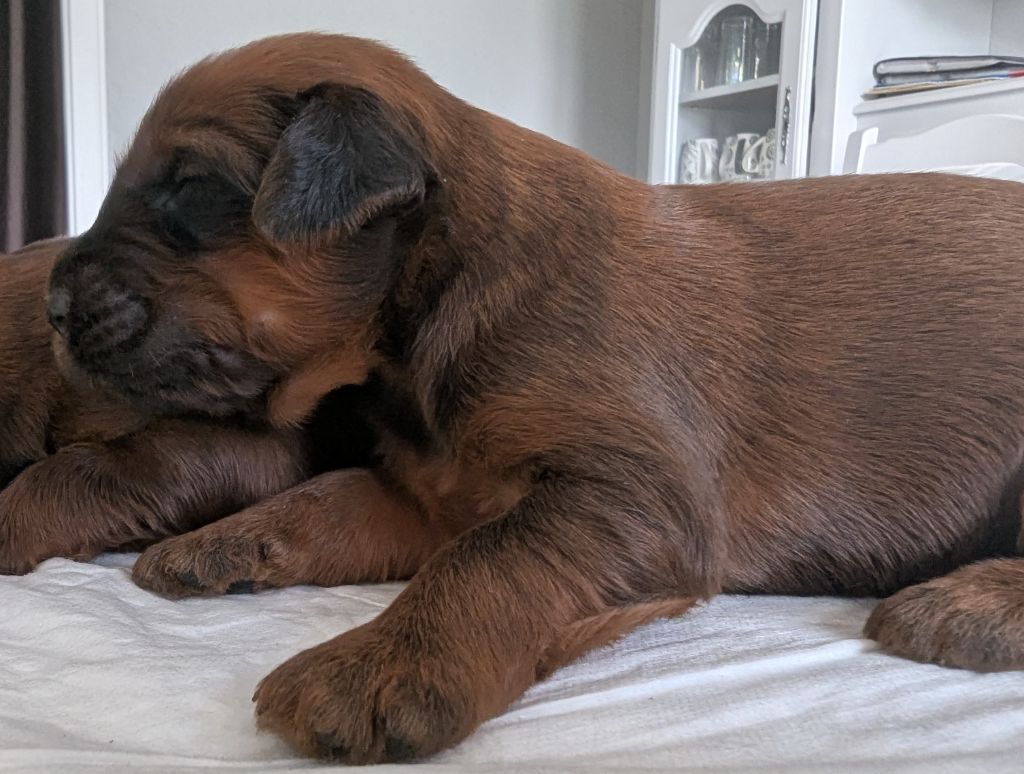 des gardiens du petit ange - Chiots disponibles - Berger de Brie