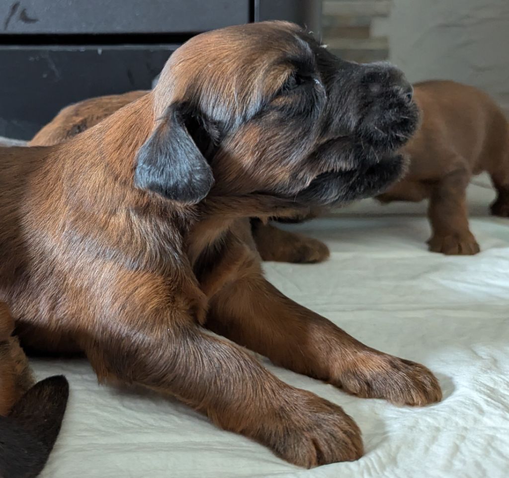des gardiens du petit ange - Chiots disponibles - Berger de Brie