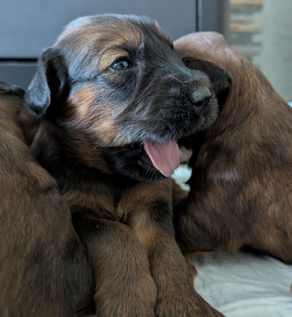 des gardiens du petit ange - Chiots disponibles - Berger de Brie