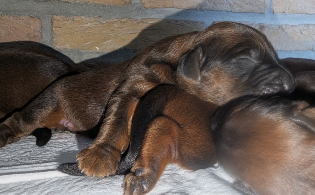 des gardiens du petit ange - Chiots disponibles - Berger de Brie