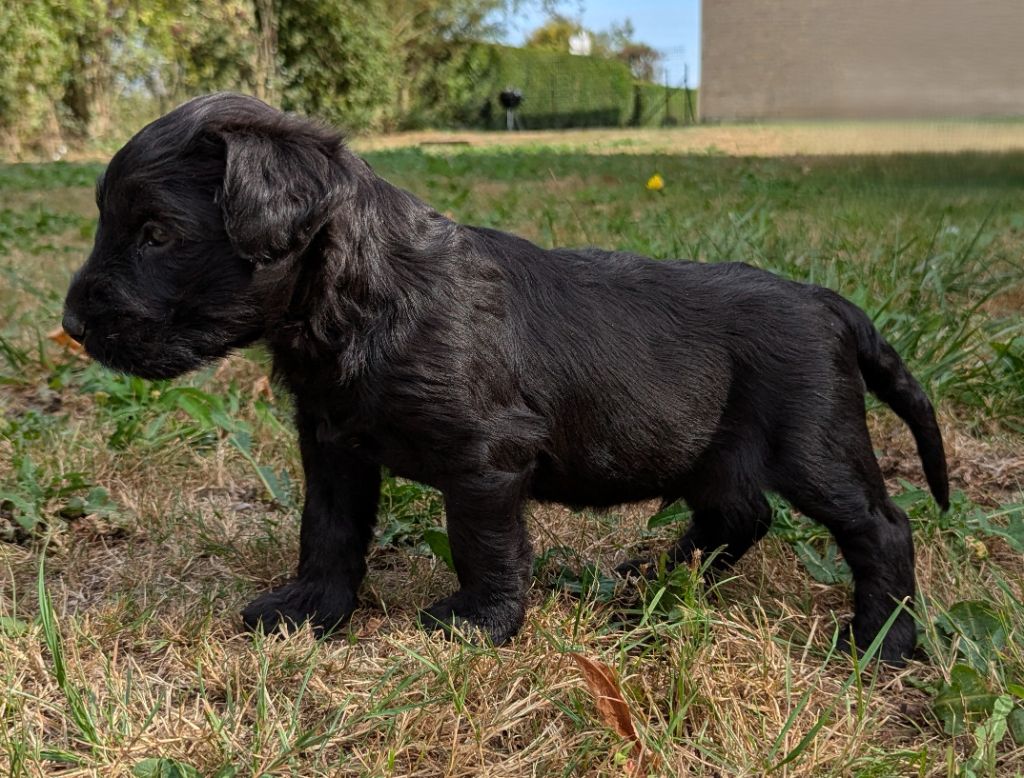 des gardiens du petit ange - Chiots disponibles - Berger de Brie