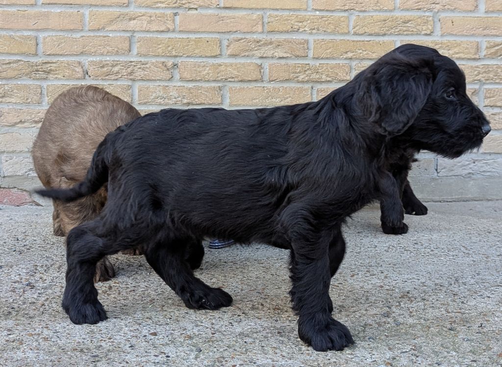 des gardiens du petit ange - Chiots disponibles - Berger de Brie