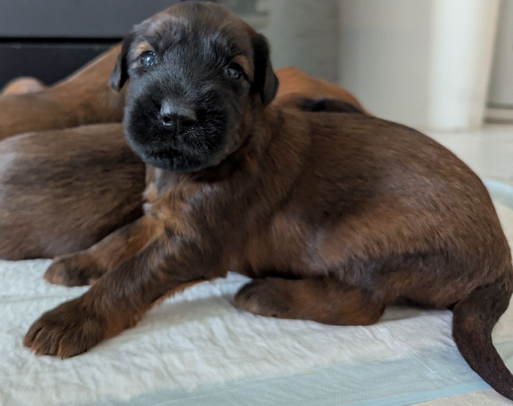 des gardiens du petit ange - Chiots disponibles - Berger de Brie