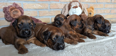 CHIOT 1