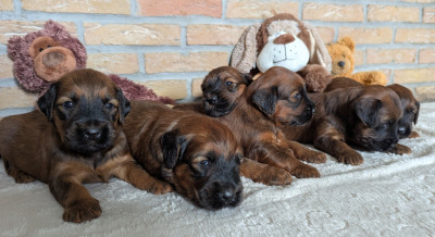 CHIOT 4