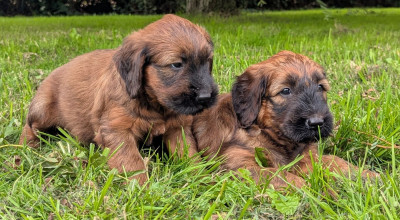 CHIOT 7