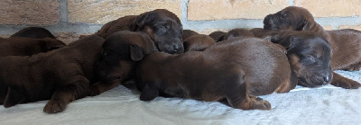 CHIOT