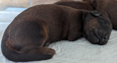 CHIOT