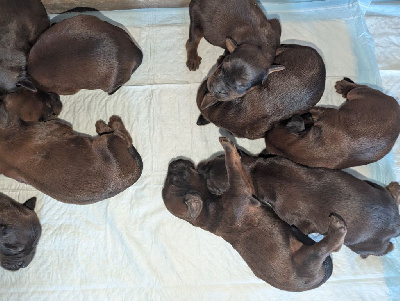 CHIOT