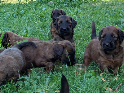 CHIOT