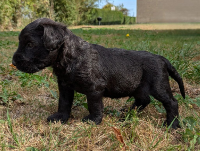 CHIOT 2